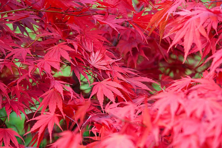Acer palmatum 'Chitose-Yama', Japanese Maple 'Chitose-Yama', Acer palmatum 'Chitoseyama Red', Japanese Maple 'Chitoseyama Red', Tree with fall color, Fall color, Attractive bark Tree, red leaves, Red Acer, Red Japanese Maple, Red Maple